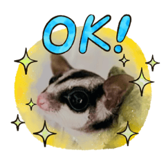 suger glider momochan