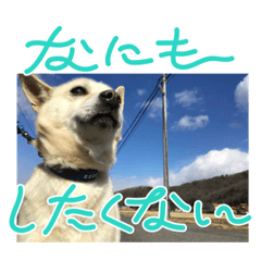 inu_20240129162541