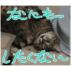 Cute cat nana Modified version