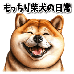The daily life of a plump Shiba Inu