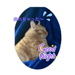 Lovecat_20240129154249