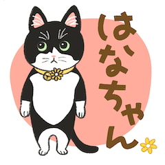 hana-chan_cat