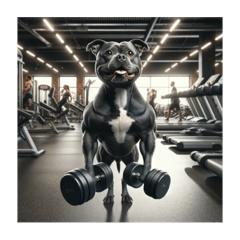 Staffy dog workout