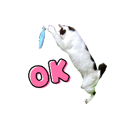 Kicka_20240129210405