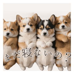 corgis crowding