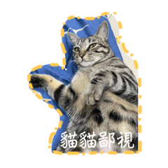 P Meow Empire
