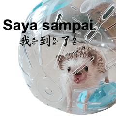 Hedgehog funny cute(Indonesia)-41