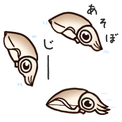 little oval squid