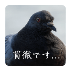 Working Pigeons byHatomura