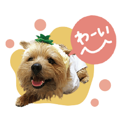 Maro's Happy Dog Life! (Norfolk terrier)