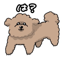 A toy poodle with a coerctive attitude
