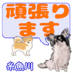 Itoigawa's letters Chihuahua