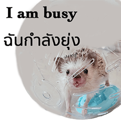 Hedgehog funny cute(Thailand)-44
