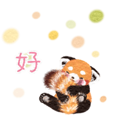 Red panda Pohe/ mini / CHT