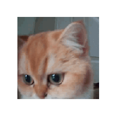 Cookie and friends animated