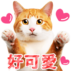紅虎斑貓和白貓照片貼紙(台灣版)