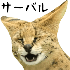 Photograph of the big serval
