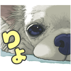 Cute chihuahua LINE stickers