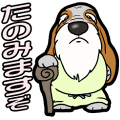 Basset hound 49(dog)
