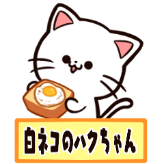 Haku-chan the white cat