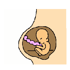 お腹の中の赤ちゃんの動くスタンプ