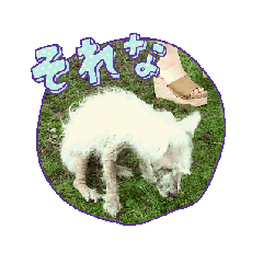 westhighland white terrier