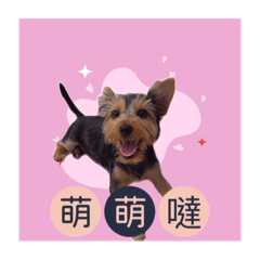 Cookie妹妹貼圖(約克夏狗狗)