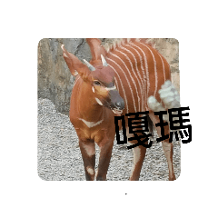 動物園可愛貼圖
