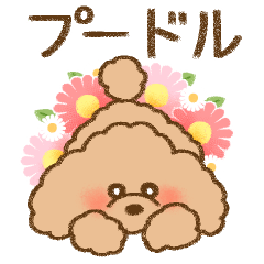 fluffy poodle dog