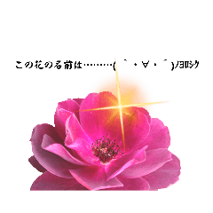 花の名は………