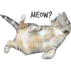 Meowing ?