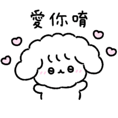 a cute toy poodle(繁体字)