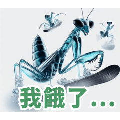 在雪地裡玩耍的螳螂:Chinese