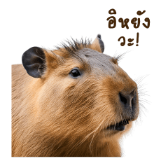 Friendly Capybara V.1