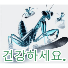 Playful Snow Mantis:Korean