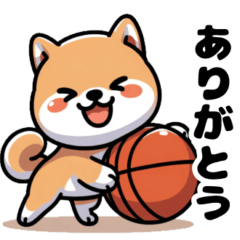 バスケットボール好きな柴犬