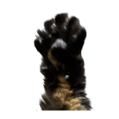 tanuki_20240202155140