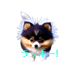 pomeranian....