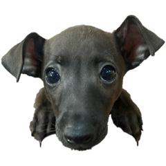 "Foden" Italian Greyhound