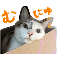 chokkaku mayuge_20240202225509