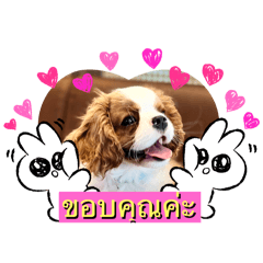 Cavalier lover by Toby