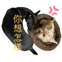 公主王子來了