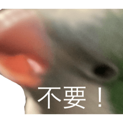 阿呆情侶大搞怪！