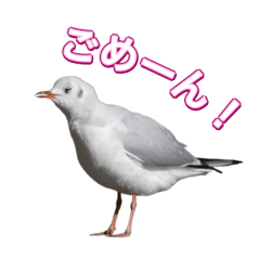 Frequently used pigeons (gull mix)