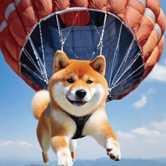 Jumping out! Shiba Inu dog