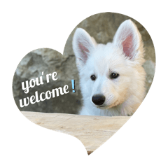 Alex the White Swiss Shepherd 3