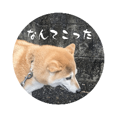 Marvelous shiba inu