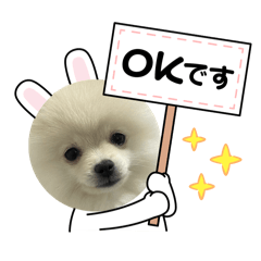 ポメラニアンのりむちゃん