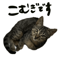 A brown tabby girl Komugi vol.1