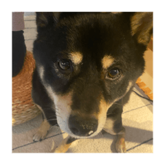 Yamaan_20240204162802